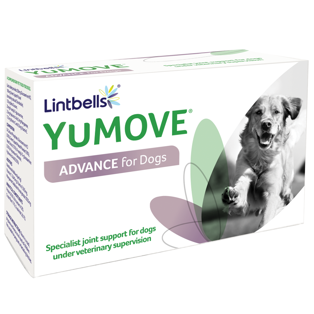 Yumove advance 360 for Dogs 60 เม็ด วิตามินบำรุงข้อ เสริมสร้างโครงสร้างข้อต่อ